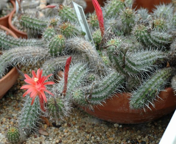 Loxanthocereus_gracilis